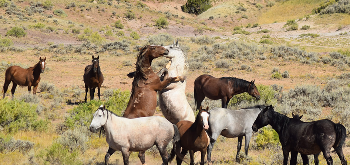 Respect Wildlife and Their Habitat